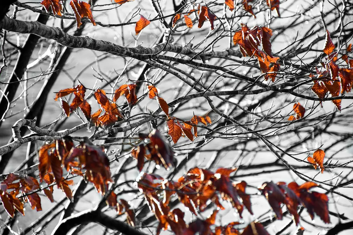 Autumn Vocabulary: A British Seasonal Word Checklist