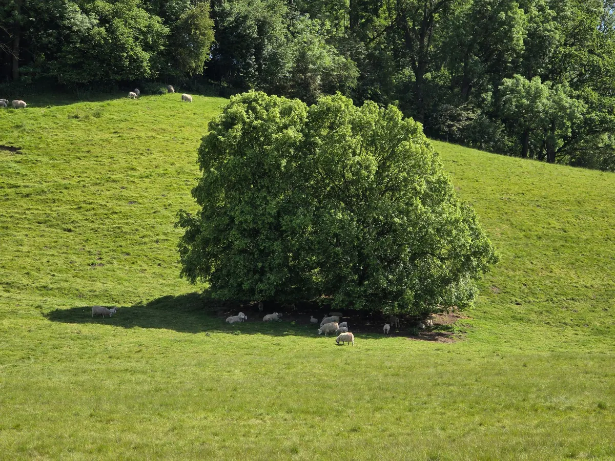 Yorkshire Dialect: 20 Local Words and Phrases Explained